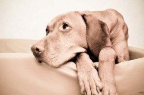 chien-triste-300x199